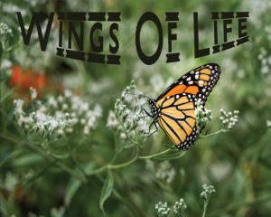 Wings of Life Album