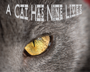 Cat Eyes Album